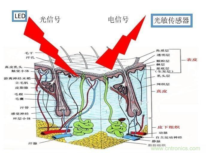淺析穿戴設備中的光學(xué)心率傳感器